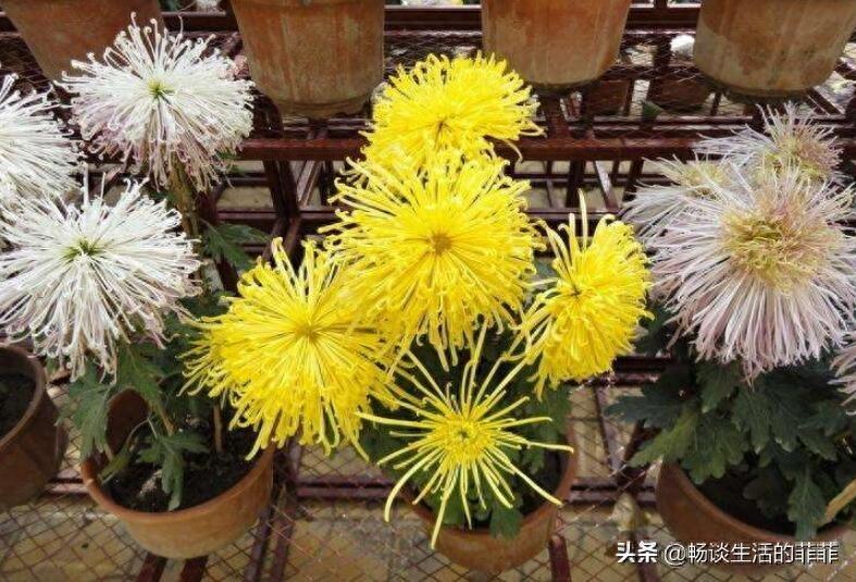 家里养菊花好吗?今天我们来还原真相