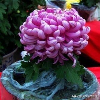 家里养菊花好吗?今天我们来还原真相