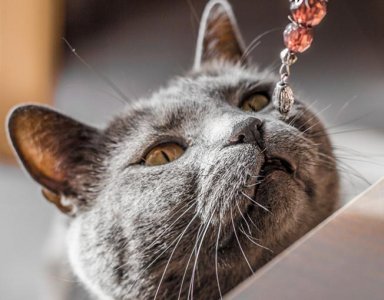 ​最便宜也要近万！世界级珍贵猫种-法国名流夏特尔猫！