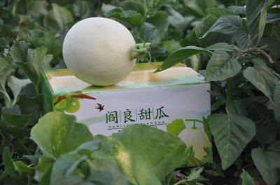 ​陕西优质农产品推荐—阎良甜瓜