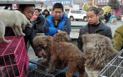 ​泰迪300一只，哈士奇400一只，为何这么便宜都没人买呢？
