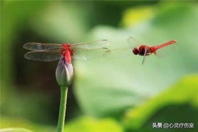 ​皮到爆的神回复