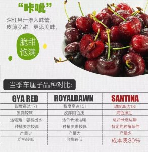 终于等到你!智利SANTINA车厘子,目前最好吃的车厘子!