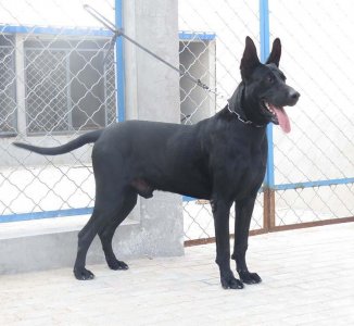​“乌漆抹黑”的神犬-墨界黑狼犬，小时候萌萌的，长大真吓人