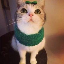 4000万年前的猫狗是同一种动物古猫兽,是什么让它们分身