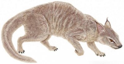 ​4000万年前的猫狗是同一种动物古猫兽，是什么让它们分身