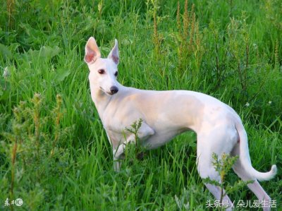 ​关于惠比特犬你了解多少？