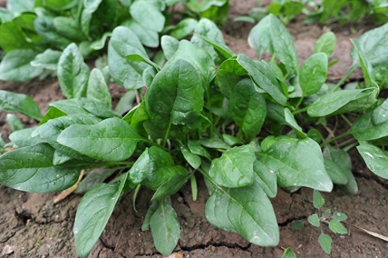 农家菜园里的10种蔬菜，你认识几样？
