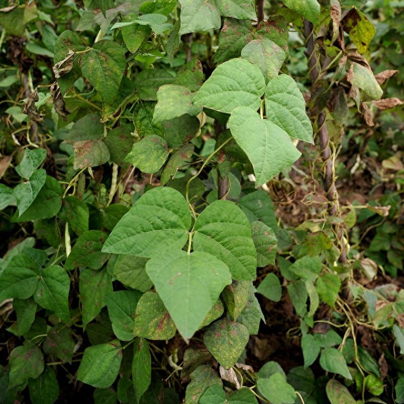 农家菜园里的10种蔬菜，你认识几样？