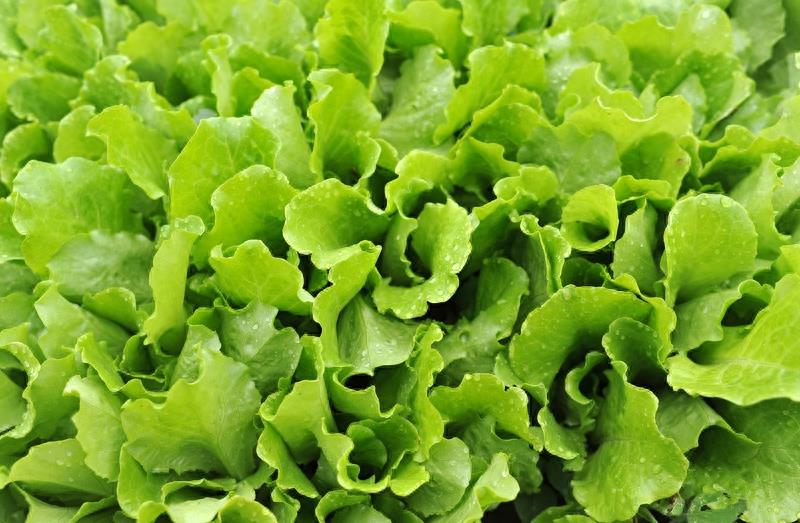 农家菜园里的10种蔬菜，你认识几样？