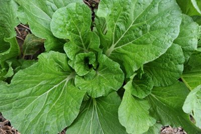 ​农家菜园里的10种蔬菜，你认识几样？