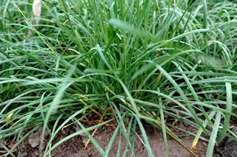 农家菜园里的10种蔬菜，你认识几样？