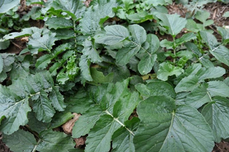 农家菜园里的10种蔬菜，你认识几样？