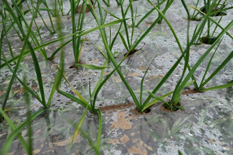 农家菜园里的10种蔬菜，你认识几样？