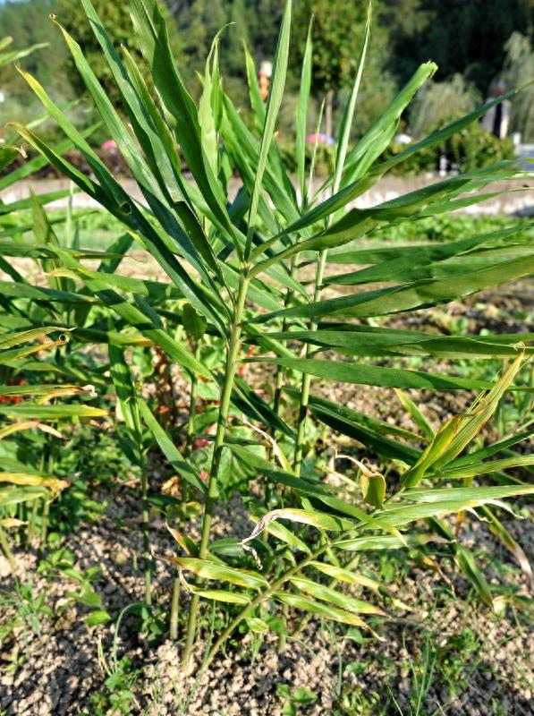 农家菜园里的10种蔬菜，你认识几样？