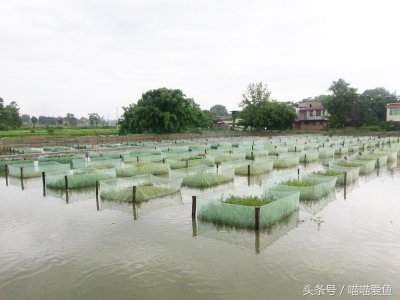 ​黄鳝养殖暗藏大风险 不认识要吃大亏