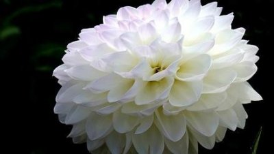 ​国花网上民调出炉：牡丹笑傲居首，占票近80%，梅花仅12.30%
