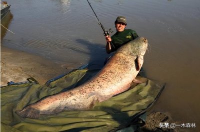 ​鲶鱼能够长多大？湄公河曾发现586斤巨型鲶鱼