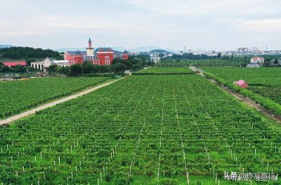 ​枣庄必去十大旅游景点推荐，枣庄周边游好去处，你去过几个？