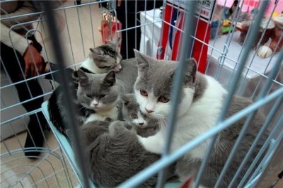 ​英短猫多少钱一只？