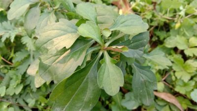 ​农村的“猪草”，城里的上等野菜，常吃马兰头清热解毒