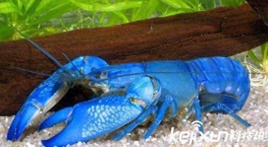 渔民捕到稀有蓝色龙虾，全身鲜亮如外星物种