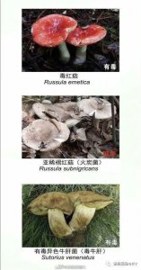 ​有毒野生菌类图鉴