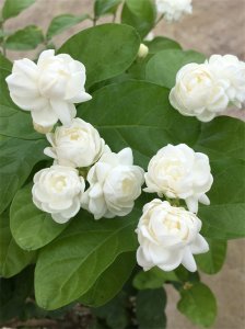 ​茉莉花界的“贵族”—宝珠茉莉，花大香浓，多季开花，你值得拥有