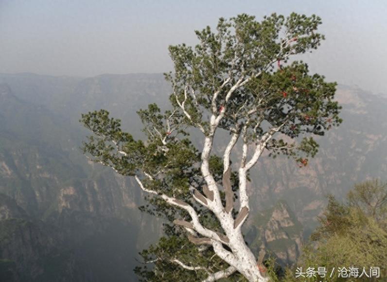 焦作沁阳神农山风景区