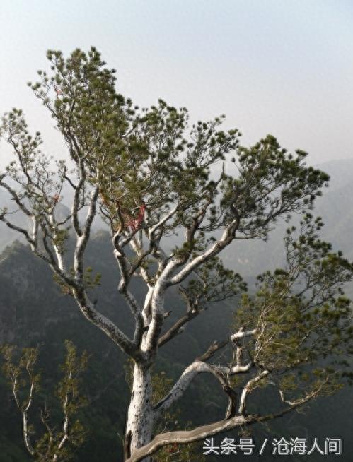 焦作沁阳神农山风景区