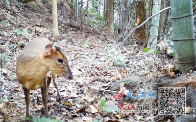 ​野生动物黄麂频入江西分宜