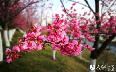 ​云南大理大学樱花盛放 粉红烂漫惹人醉