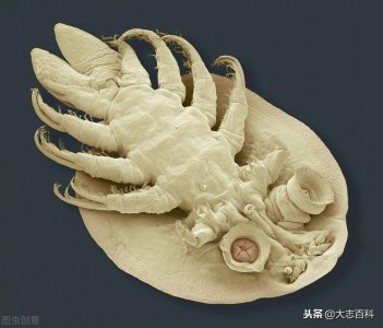 ​一种把宿主舌头吃掉的寄生虫！人们称它为食舌虫或食舌虱