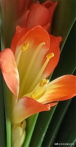 ​君子兰花期养护3要点，花苞不容易落，花色更红颜
