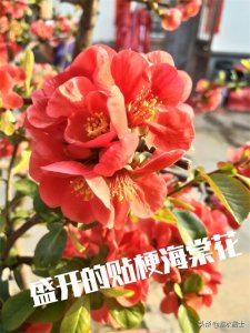 ​木本海棠之精品——贴梗海棠