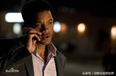 ​开车发短信13死，建议司机朋友重温由威尔·史密斯出演的 七磅