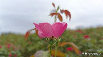 ​人生一点小感悟：心里住着小星星，生活才会亮晶晶。