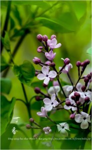 ​唯美丁香花壁纸