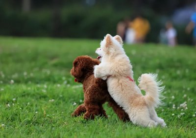 ​很少见的“6种狗狗”，都是国产犬种