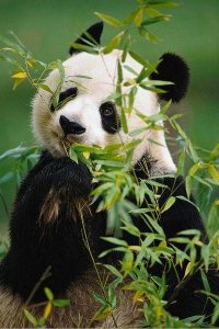 ​中国十大国宝级动物