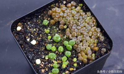 ​多肉种子怎样播种？做好这三步，顺利长出超萌嫩芽