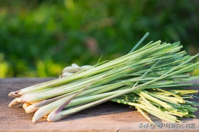 ​香茅草：不一样的香料植物，叶片飘逸香气浓