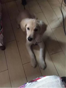 ​狗大十八变，我家的金毛犬长大后帅气惹人爱！