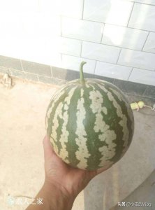 ​传说中的绿宝瓜   西瓜皮  冬瓜瓤