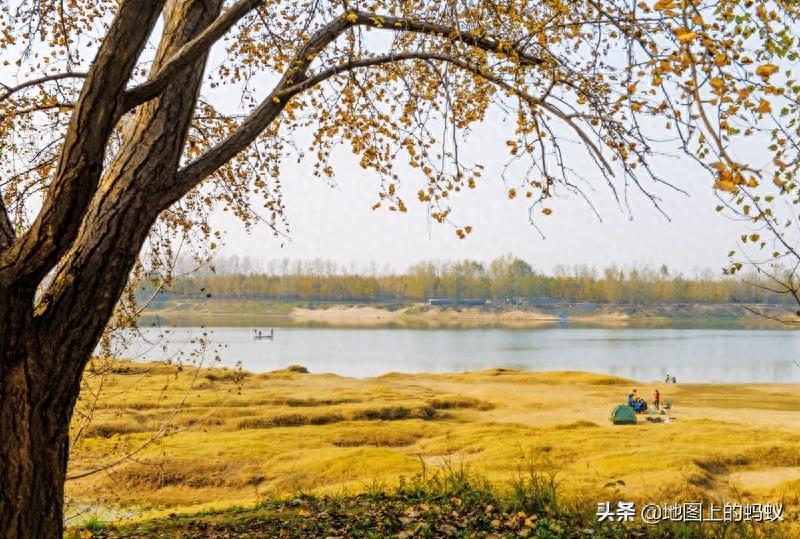 秋天是赏银杏的最佳时节,来江苏邳州看最美丽的银杏“时光隧道”