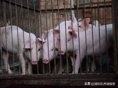 ​揭秘！养猪大佬直言：明白这三点，7元猪价也能盈利