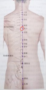 ​每日一穴——灵台穴