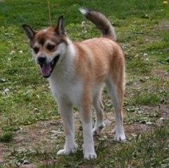 中国最优秀的猎犬无奈因为盗捕濒临灭绝,鄂伦春猎犬真乃精灵