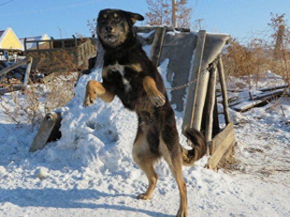 中国最优秀的猎犬无奈因为盗捕濒临灭绝,鄂伦春猎犬真乃精灵