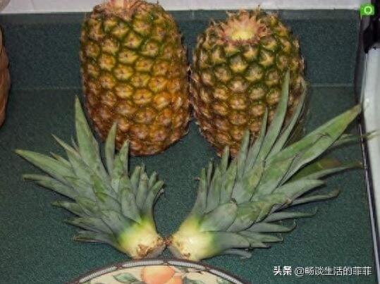 关于菠萝头种了能不能长菠萝,看今年的尝试就知道了